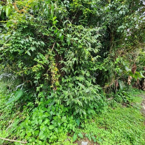 IMG-20250429-WA0035